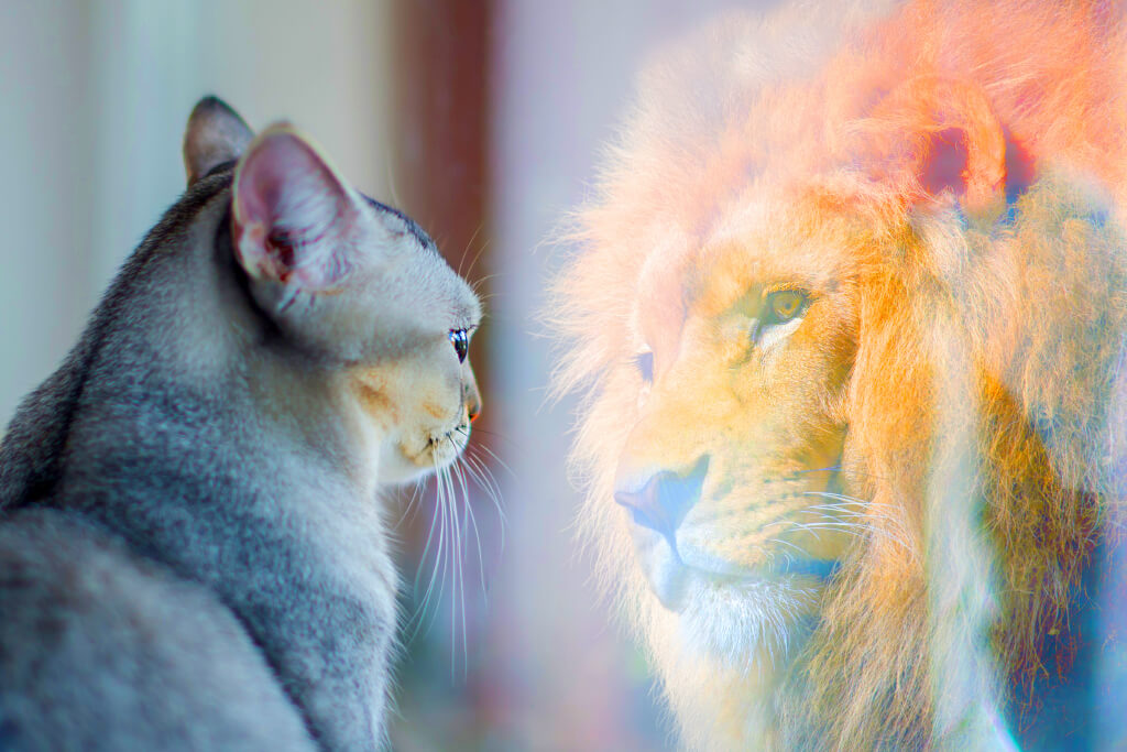 gato vendo seu reflexo ser um leão