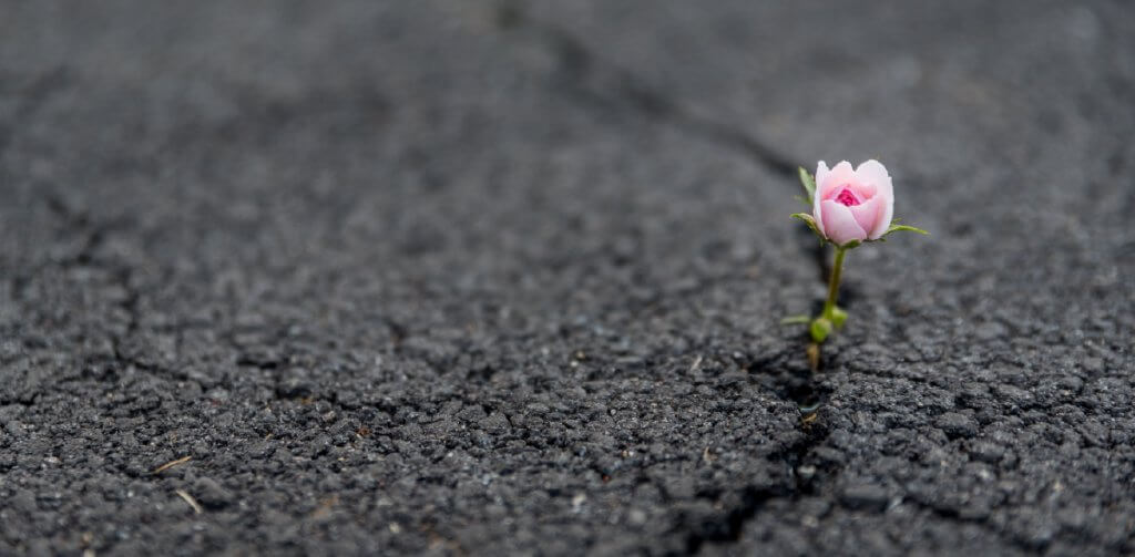 um flor nascendo entre o aslfato rachado